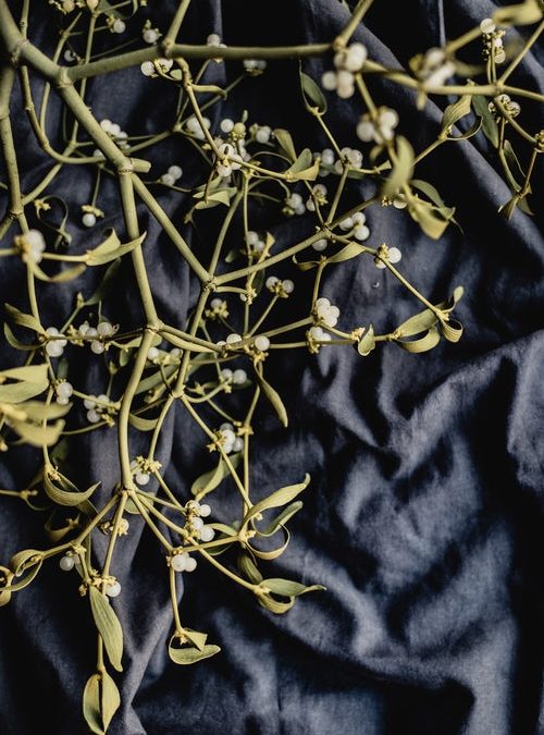 Breast Cancer and Mistletoe