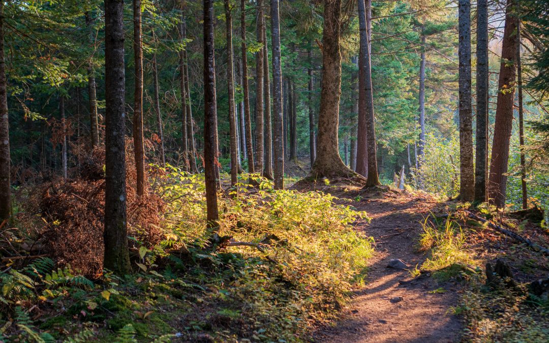 How to Blaze Your Path to Optimal Health and Recognize Impactful Obstacles Along the Way